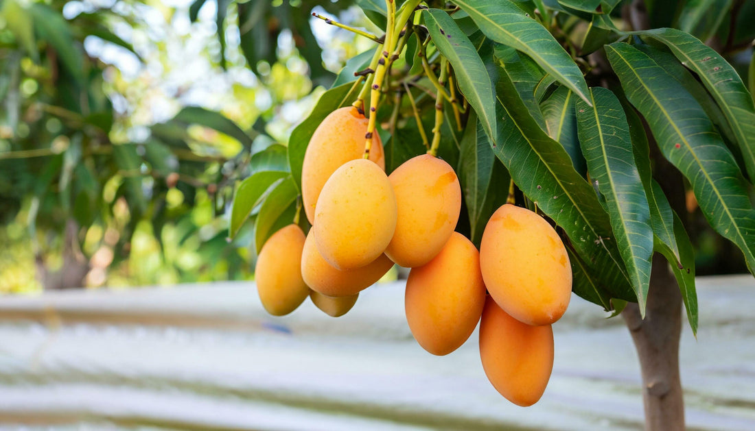 Mangues mûres sur un manguier, fruit dont on extrait le beurre de mangue