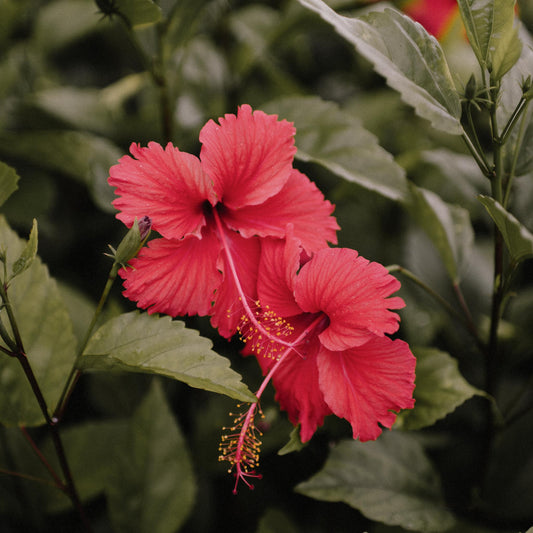 vertus-hibisus-lesatelierscrepus