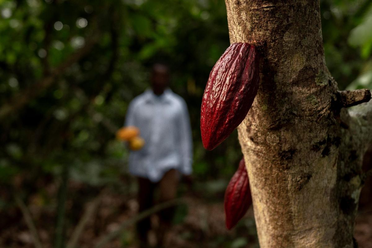 Fève de cacao sur un arbre