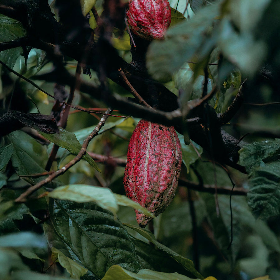 soin au cacao