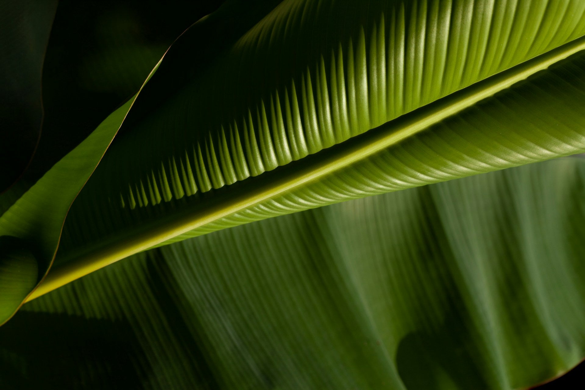 fond feuille de bananier